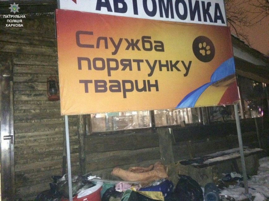 песики2 песики2