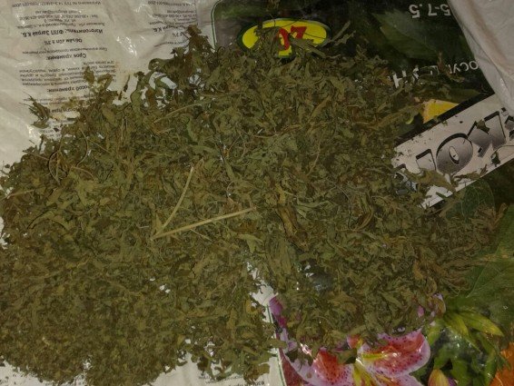 зелень зелень