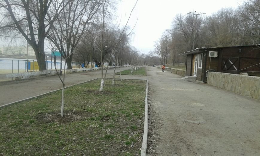 аллеяСаженцы аллеяСаженцы