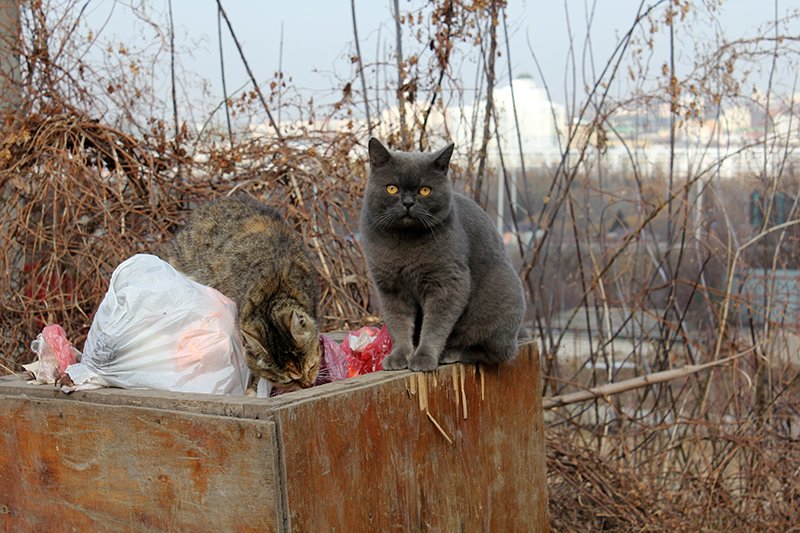 Мусорный вопрос. Как в Белгороде меняют систему сбора бытов..., фото-4 Мусорный вопрос. Как в Белгороде меняют систему сбора бытовых отходов, фото-4