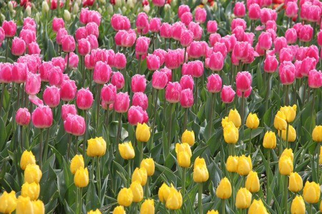 2_ba853-area-630x420