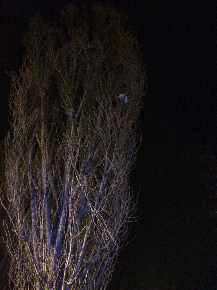 кот кот