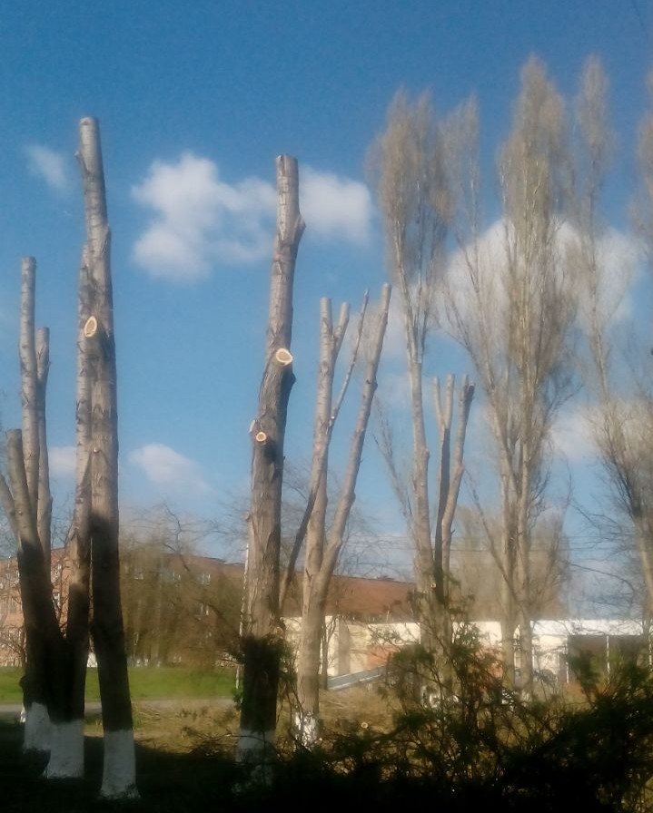 дерево2 дерево2
