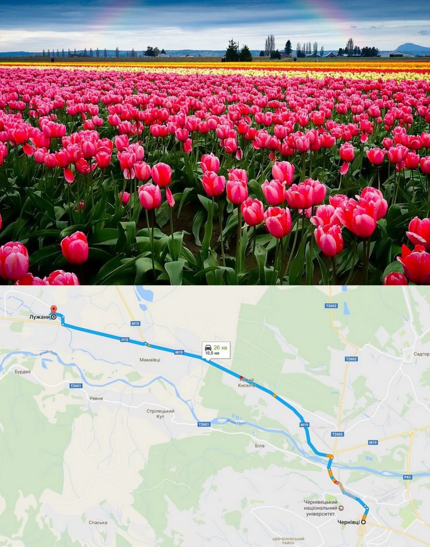tulp (1) tulp (1)