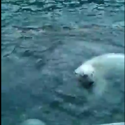 медведь в видео медведь в видео