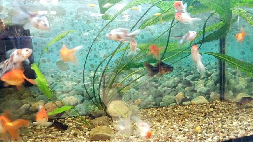 Эксклюзивные рыбки по выгодным ценам и бонусная программа:..., фото-1 Эксклюзивные рыбки по выгодным ценам и бонусная программа: магазин «Зоомир» в Полоцке приглашает в мир аквариумистики, фото-1