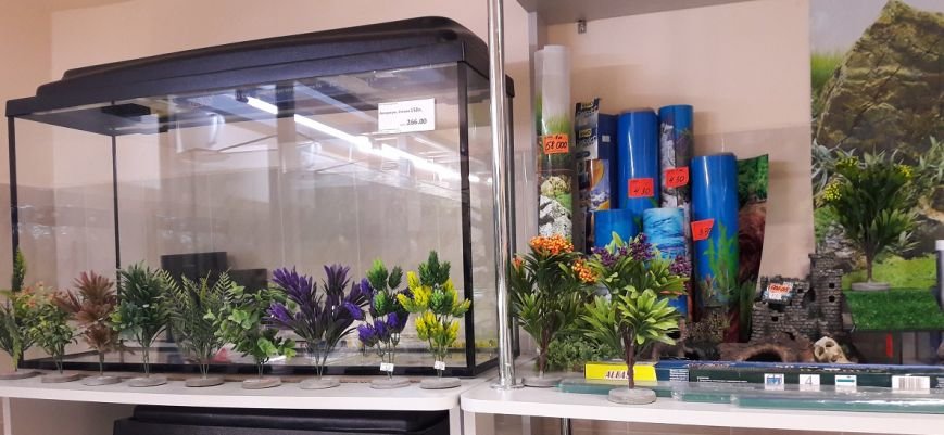 Эксклюзивные рыбки по выгодным ценам и бонусная программа:..., фото-2 Эксклюзивные рыбки по выгодным ценам и бонусная программа: магазин «Зоомир» в Полоцке приглашает в мир аквариумистики, фото-2