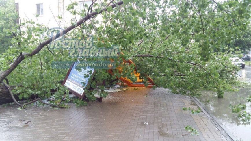 дерево 5 дерево 5