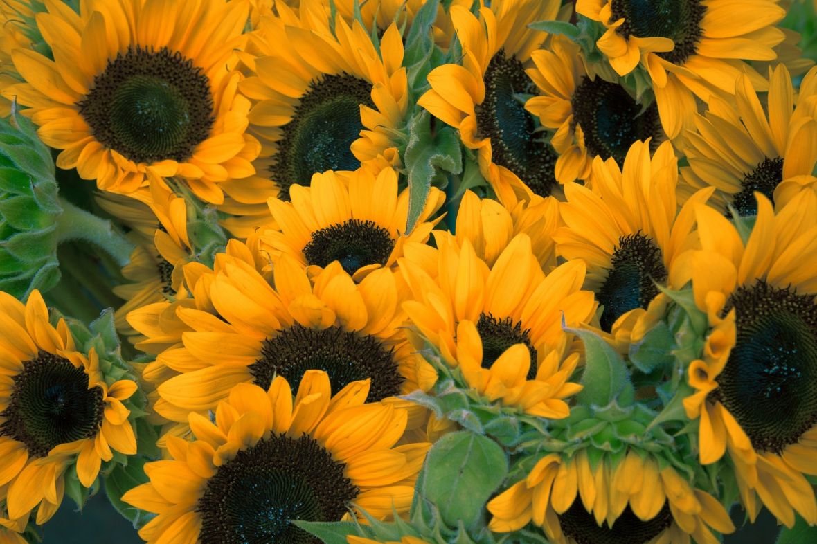 sunflowers-1208281_1920