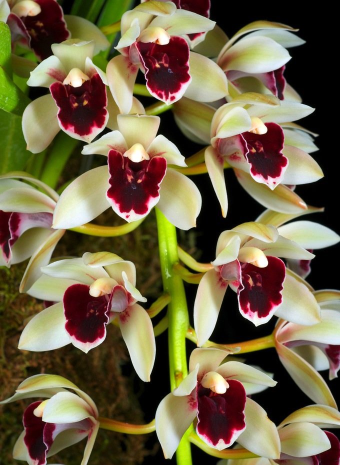 орхидея_265_цимбидиум_фото_www.flowerinfo.org.ua