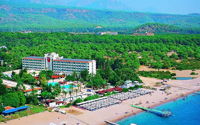 zen phazelis princess