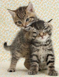 these_funny_animals_986_41_144499983950
