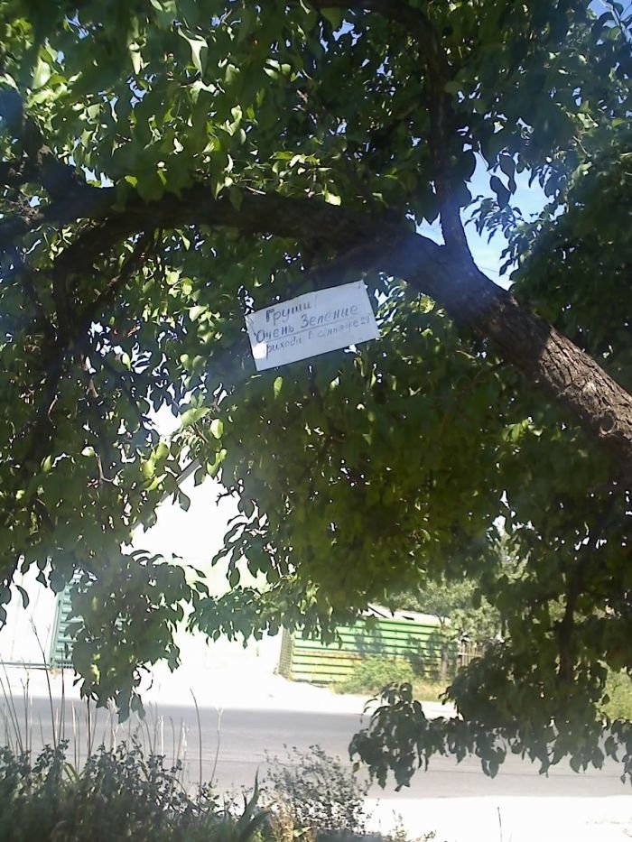 «Покращення» для пенсионеров: в Мариуполе старики собирают..., фото-1 «Покращення» для пенсионеров: в Мариуполе старики собирают фрукты в частном секторе, потому что купить на рынке не в состоянии (ФОТО), фото-1
