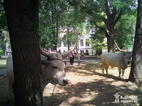 В Симферополе снимают «Кавказскую пленницу 2» (фото), фото-1 В Симферополе снимают «Кавказскую пленницу 2» (фото), фото-1