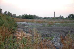 В Николаеве из-за мусорной свалки чуть не сгорел Матвеевски..., фото-1 В Николаеве из-за мусорной свалки чуть не сгорел Матвеевский лес (ФОТО), фото-1