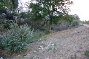 В Николаеве из-за мусорной свалки чуть не сгорел Матвеевски..., фото-2 В Николаеве из-за мусорной свалки чуть не сгорел Матвеевский лес (ФОТО), фото-2