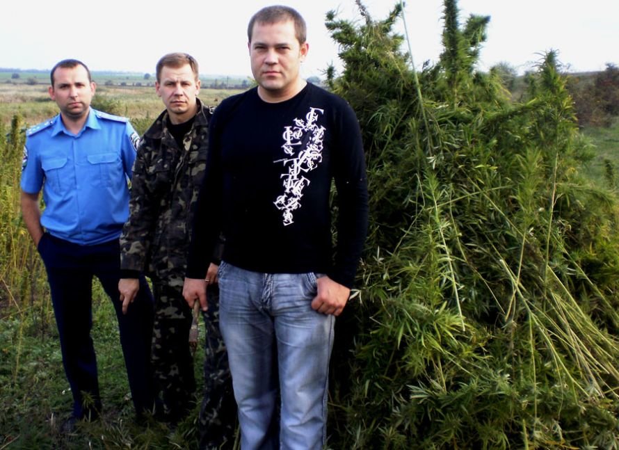 дикая конопля 1 дикая конопля 1