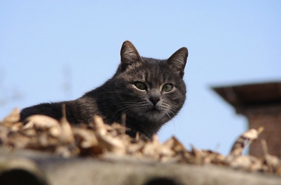 кот кот