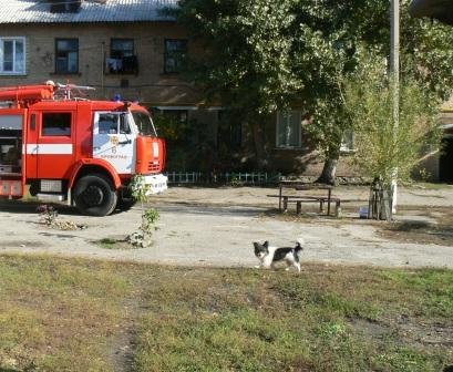 В Кировограде помощь спасателей понадобилась двум бездомны..., фото-1 В Кировограде помощь спасателей понадобилась двум бездомным собакам, фото-1