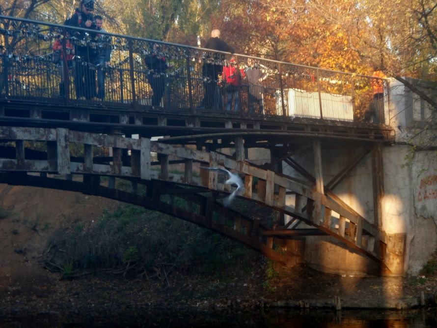Безопасны ли замочки, которые влюбленные вешают на мосту в..., фото-2 Безопасны ли замочки, которые влюбленные вешают на мосту в парке им. газеты «Правда» в Кривом Роге? (ФОТО), фото-2