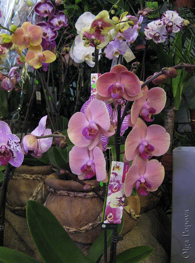 Orhids2012121505