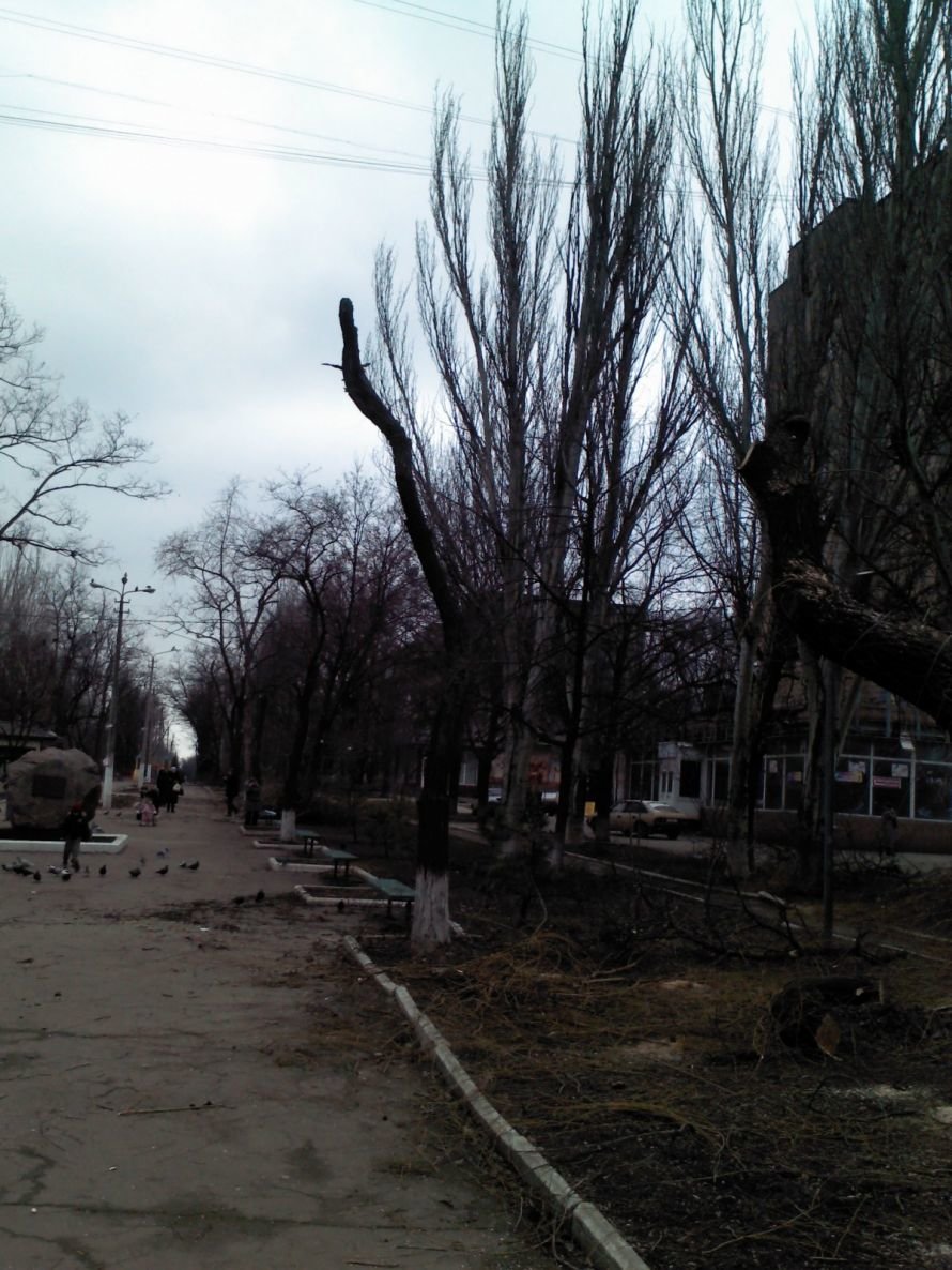 Деревья Хмельницкого 1 Деревья Хмельницкого 1