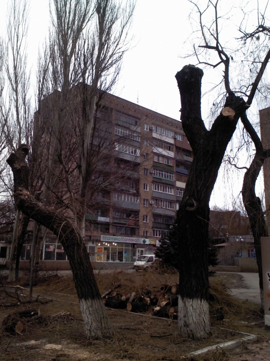 Деревья Хмельницкого 2 Деревья Хмельницкого 2