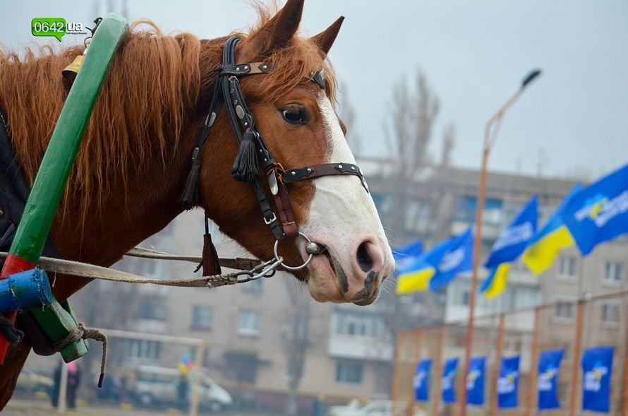 В Станице Луганской отгуляли Масленицу (ФОТО), фото-4 В Станице Луганской отгуляли Масленицу (ФОТО), фото-4
