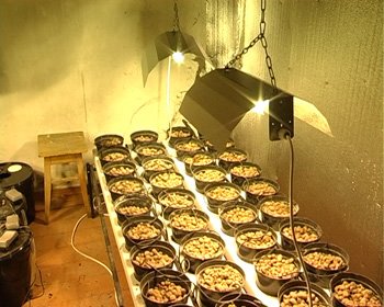 В Донецкой области продвинутый наркоаграрий научился в сво..., фото-2 В Донецкой области продвинутый наркоаграрий научился в своей «оранжерее» выращивать коноплю без почвы (фото), фото-2