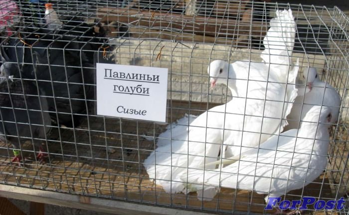 Павлиньи голуби Павлиньи голуби