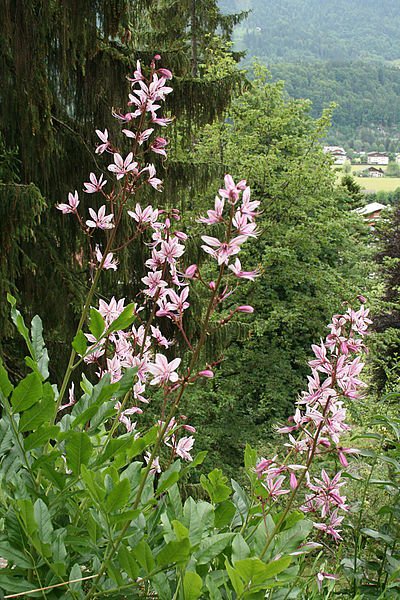 400px-0_Dictamnus_albus_-_Fraxinelle_(1) 400px-0_Dictamnus_albus_-_Fraxinelle_(1)