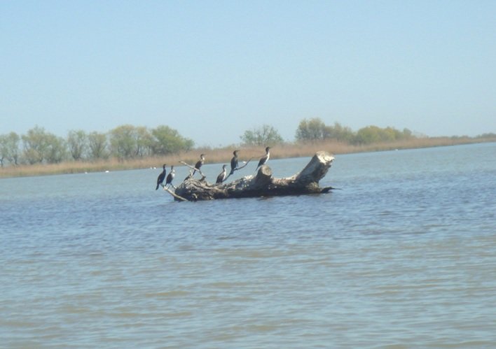 Бакланы Бакланы