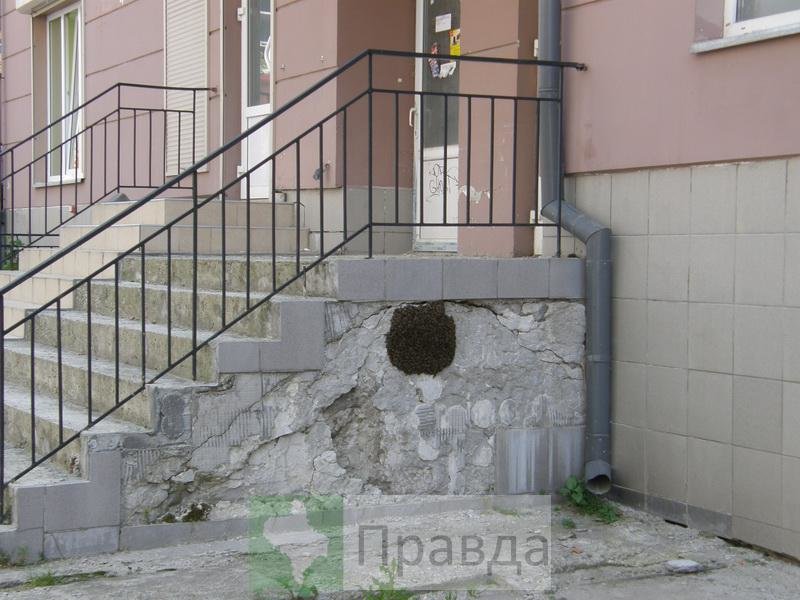 бджоли5 бджоли5