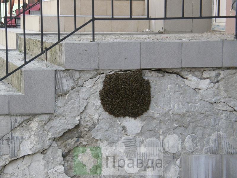 бджоли1 бджоли1