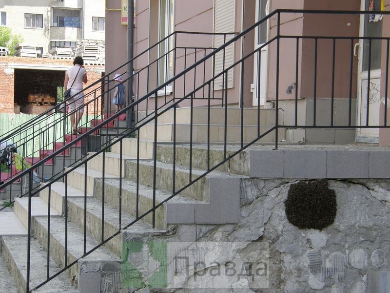 бджоли6 бджоли6