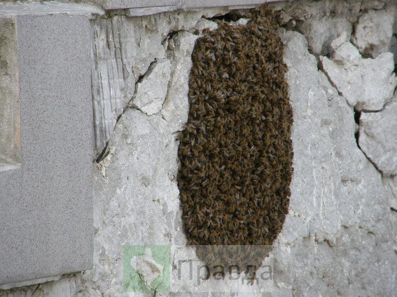 бджоли7 бджоли7
