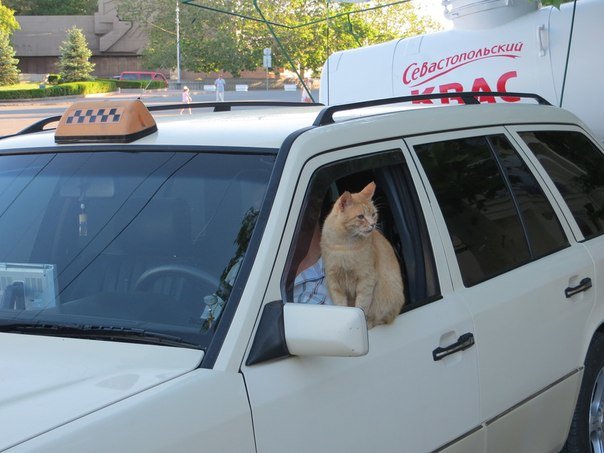 кот1 кот1