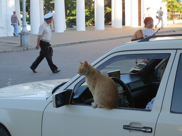 кот2 кот2