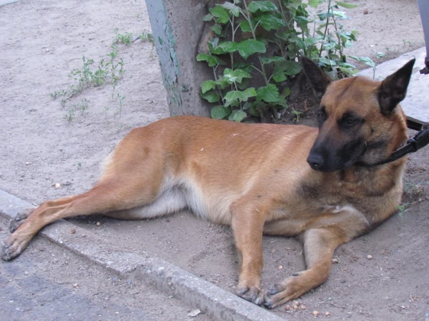 IMG_1462_новый размер IMG_1462_новый размер