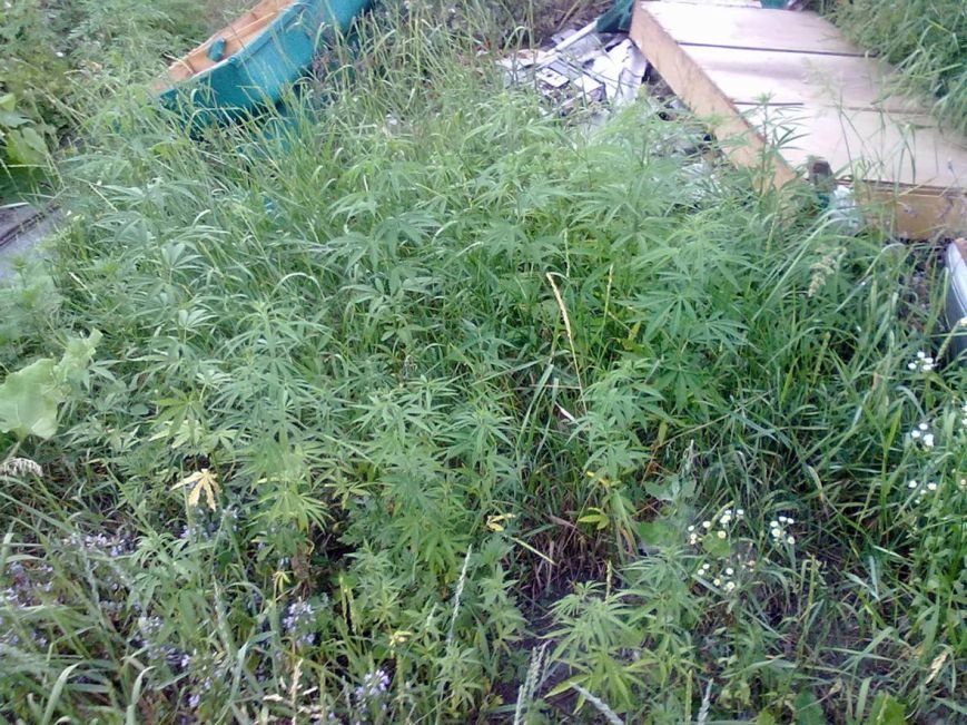 PM447image006