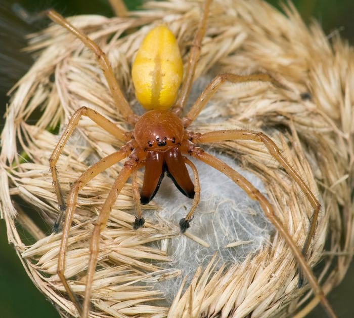 yellow-sac-sp-4