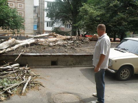 упавшее дерево1 упавшее дерево1
