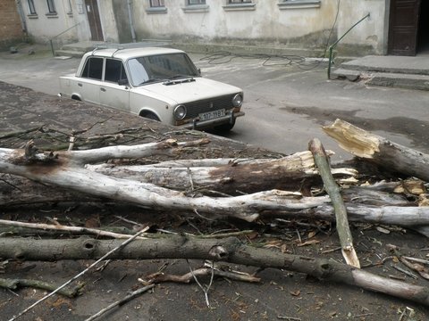 упавшее дерево3 упавшее дерево3