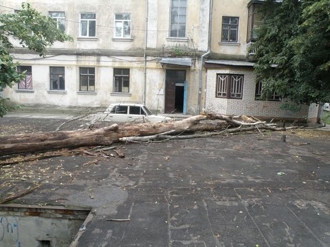 упавшее дерево5 упавшее дерево5