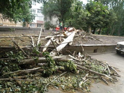 упавшее дерево6 упавшее дерево6