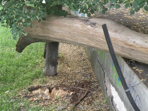 упавшее дерево4 упавшее дерево4