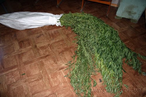 1373438482-09_07_2013_Mariupol_konoplya_1