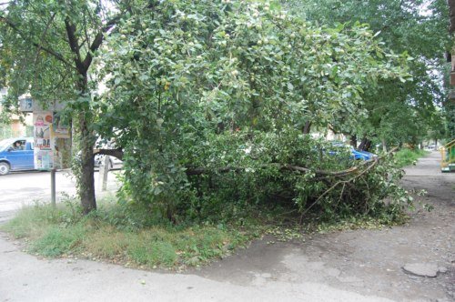 повалені дерева9 повалені дерева9