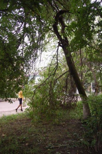 повалені дерева4 повалені дерева4