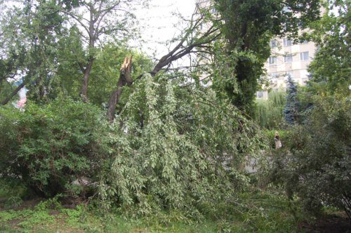 повалені дерева13 повалені дерева13